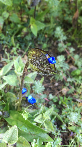 Commelina elliptica