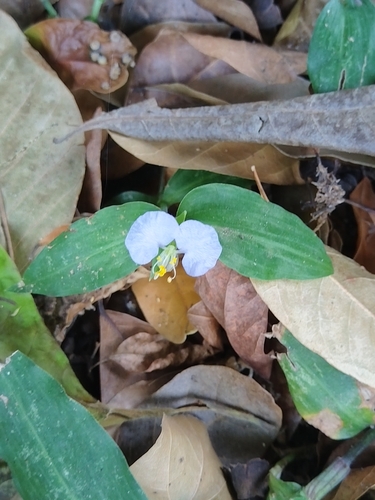 Commelina ensifolia (Scurvy grass) — photo