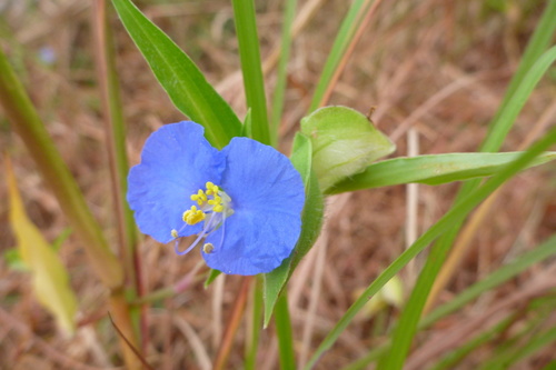 Commelina ensifolia
