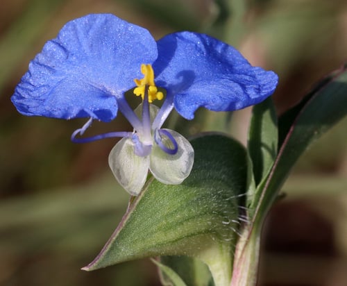 Commelina erecta