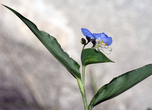 Commelina erecta var. angustifolia