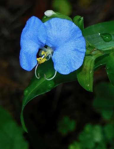 Commelina erecta var. angustifolia (Whitemouth dayflower) — photo