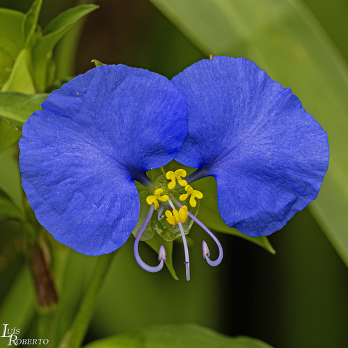 Commelina erecta (Erect dayflower) — photo