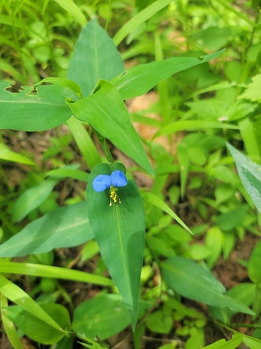 Commelina foliacea — photo