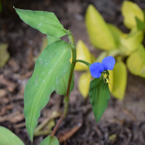 Commelina foliacea