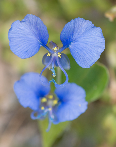 Commelina forskaolii (Kansura) — photo
