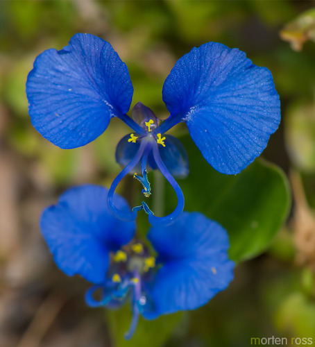 Commelina forskaolii
