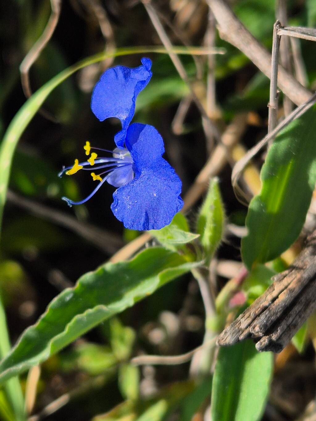 Commelina latifolia — photo