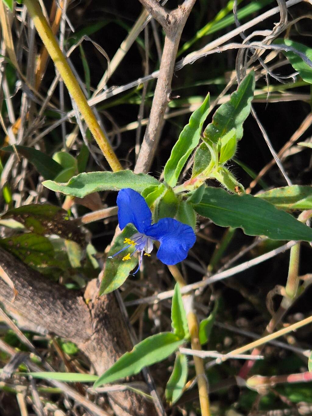 Commelina latifolia — photo