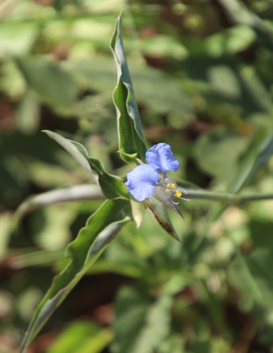 Commelina modesta