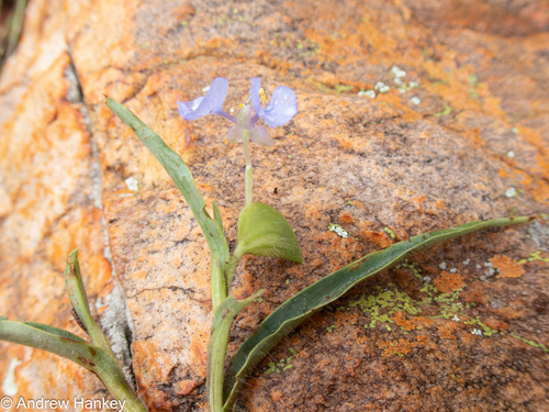 Commelina modesta — photo