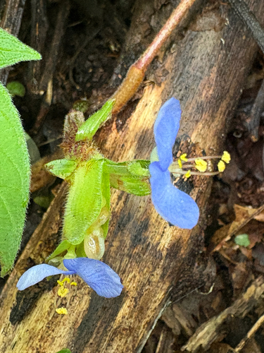 Commelina obliqua — photo
