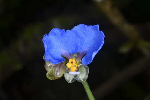 Commelina obliqua