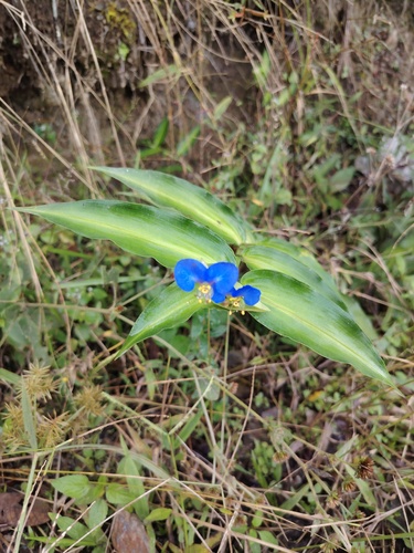 Commelina obliqua — photo