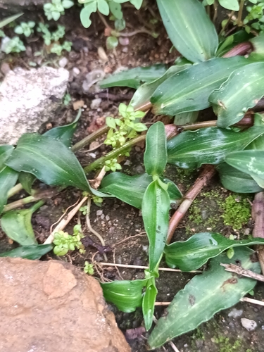 Commelina paleata — photo