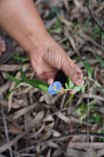 Commelina paleata