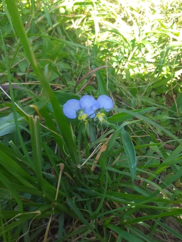 Commelina petersii