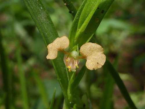 Commelina subulata — photo