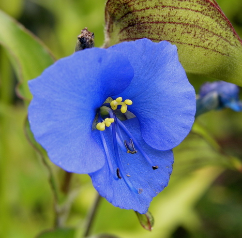 Commelina tuberosa — photo