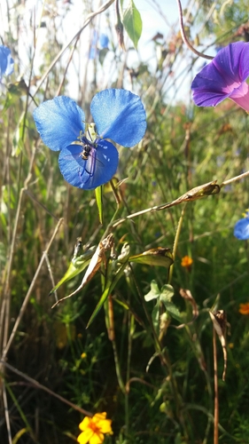 Commelina tuberosa — photo