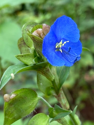 Commelina tuberosa