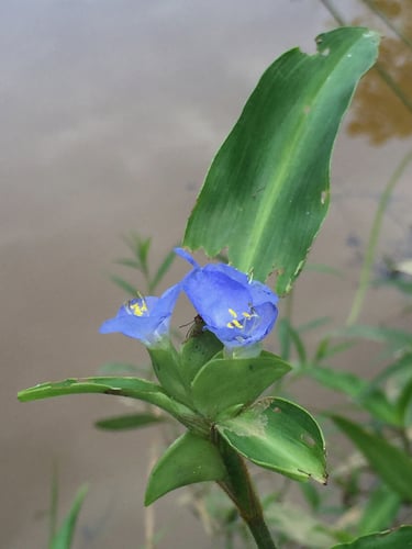 Commelina virginica (Virginia day-flower) — photo