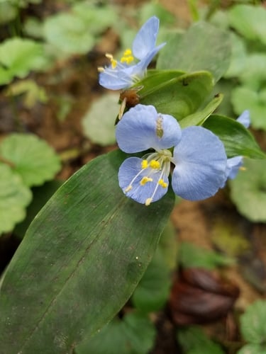 Commelina virginica