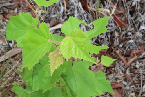 Commersonia bartramia — photo