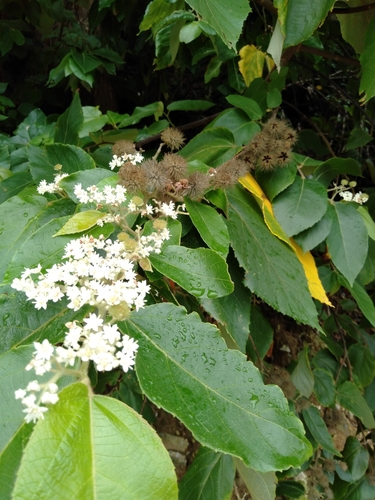 Commersonia bartramia