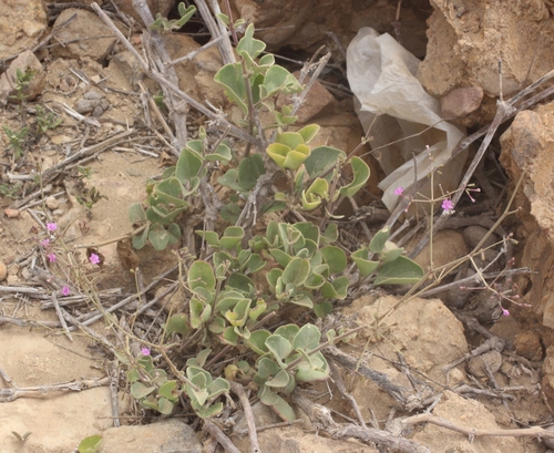 Commicarpus boissieri — photo