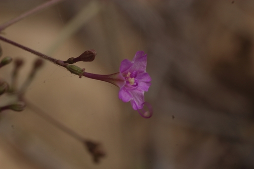 Commicarpus boissieri — photo