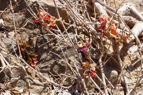 Commicarpus boissieri