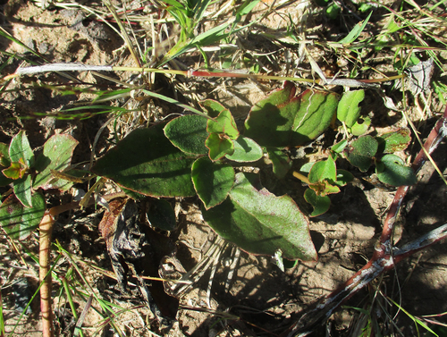 Commicarpus pentandrus (Vald patats) — photo