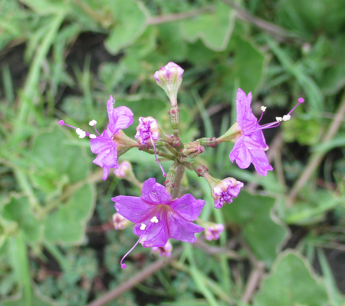 Commicarpus pentandrus