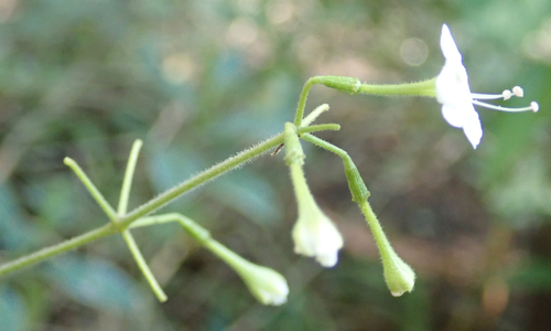 Commicarpus plumbagineus — photo