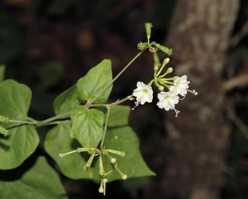 Commicarpus plumbagineus