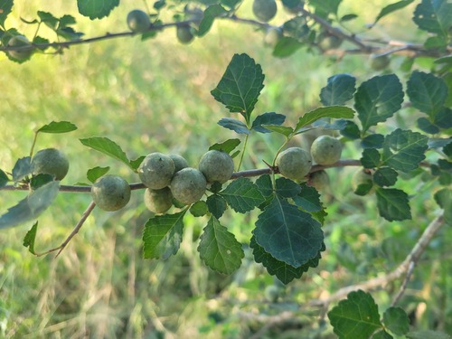 Commiphora africana (African myrrh) — photo