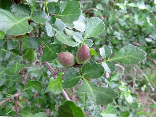 Commiphora africana
