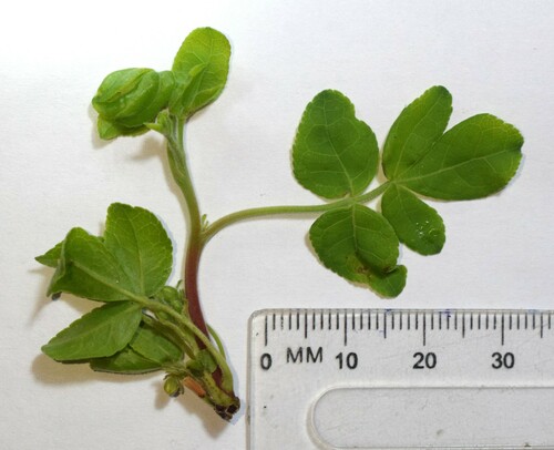 Commiphora angolensis (Sand commiphora) — photo
