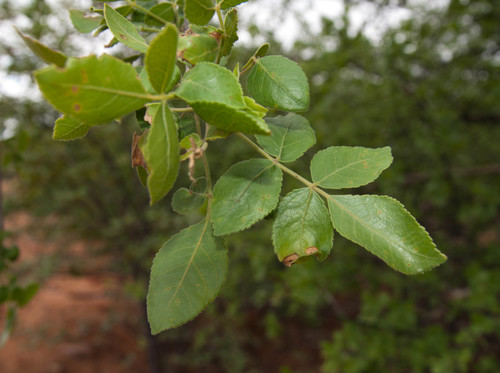 Commiphora angolensis (Sand commiphora) — photo