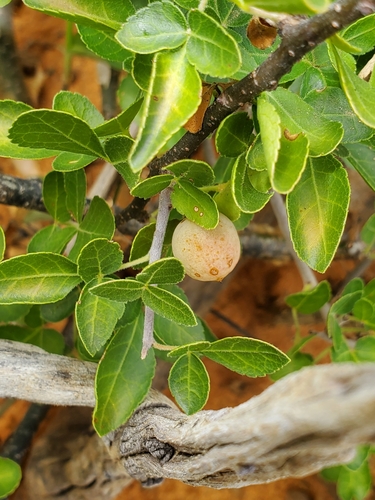 Commiphora angolensis