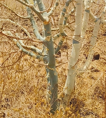 Commiphora baluensis — photo