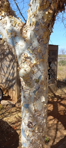 Commiphora baluensis