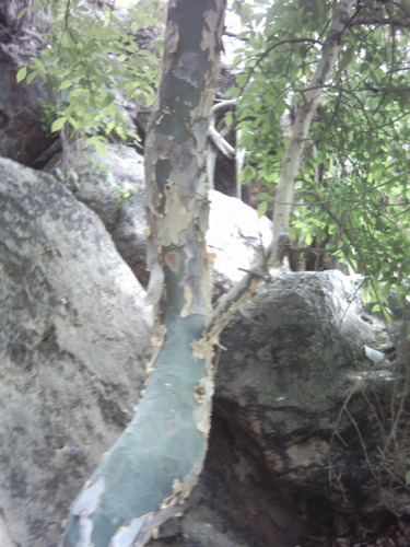 Commiphora caerulea (Blue-bark commiphora) — photo