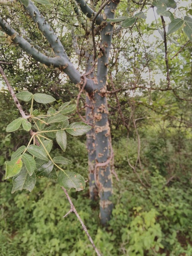 Commiphora caerulea