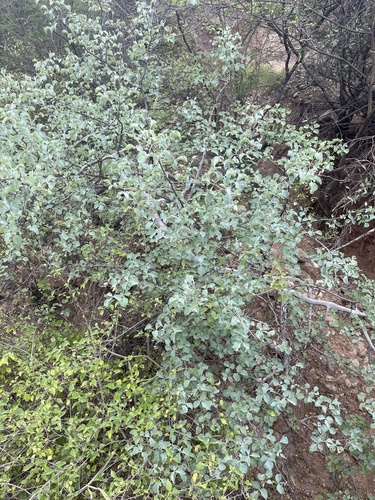 Commiphora campestris — photo