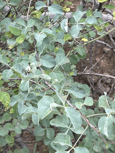 Commiphora campestris