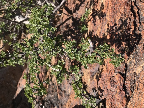 Commiphora capensis — photo