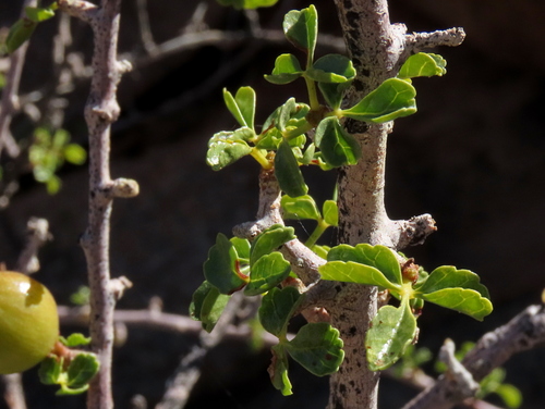 Commiphora capensis