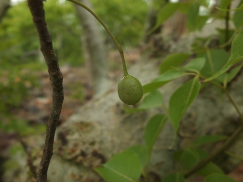 Commiphora caudata (Hill mango) — photo